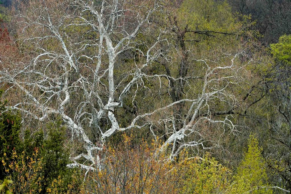 Gorgeous Sycamore tree Wyomissing Park Pennsylvania