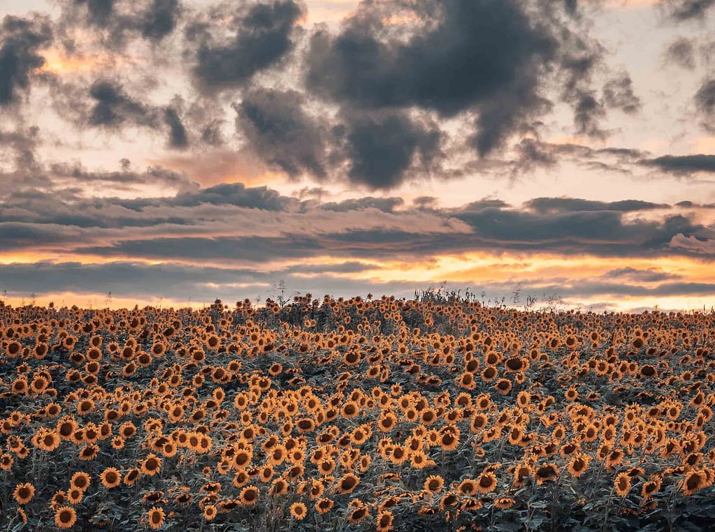 Breaking storm during sunset over sunflower field in Pennsylvania